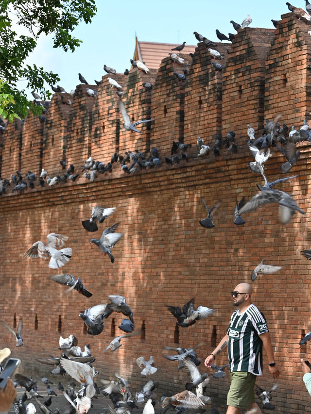 The Phae Gate: Where Ancient Bricks Pulse With Modern Life!