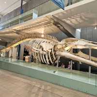Melbourne Museum & Royal Exhibition Building