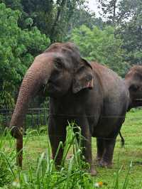 KL Wild Side: Leap Into Zoo Negara’s Jungle Adventure 