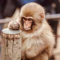 ❄️ Solo Adventure: Jigokudani Monkey Park – Where Snow Monkeys Soak in Hot Springs