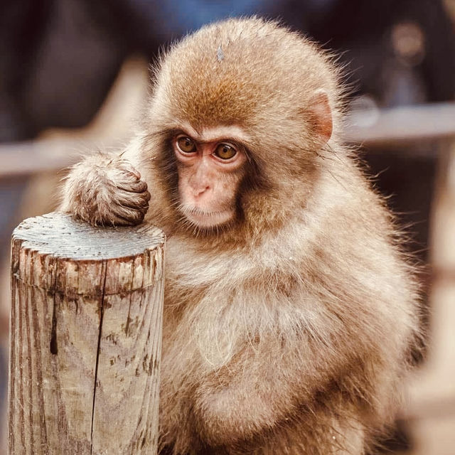 ❄️ Solo Adventure: Jigokudani Monkey Park – Where Snow Monkeys Soak in Hot Springs