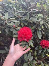 กิ่วแม่ปาน