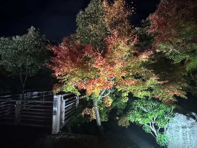 【京都旅行】今年の秋に紅葉見るならここ！！🍁