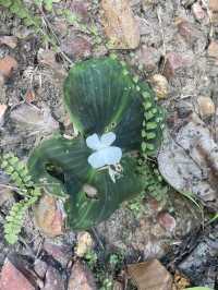 จุดชมวิวผาแดง ดอยกาน อำเภอบ้านโฮ่ง จังหวัดลำพูน