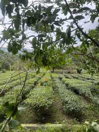英西峰林夏日采茶 trip ~Tea Lover 