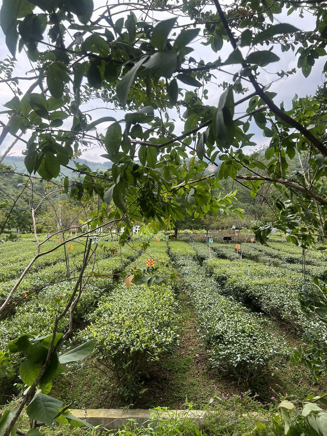 英西峰林夏日采茶 trip ~Tea Lover 