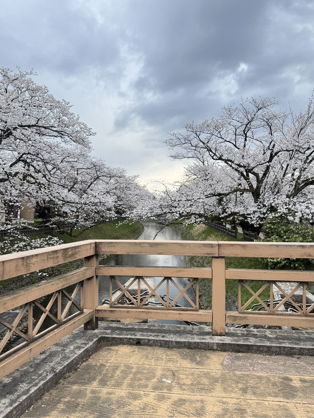 Toyama เมืองที่ห้อมล้อมด้วยภูเขา!