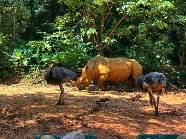 Chimelong Safari Park, Guangzhou: Asia’s Ultimate Wildlife Adventure 