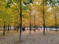 Autumn Palette in Olympic Forest Park: A Symphony of Gold and Blush