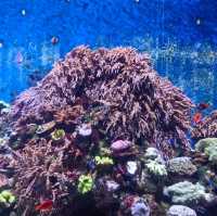 【中国/珠海長隆海洋公園】