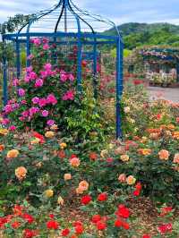 【エコパーク水俣バラ園】色とりどりのバラに包まれる、癒しの花園🌹🌞