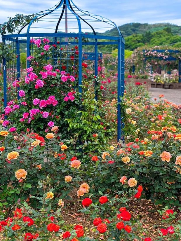 【エコパーク水俣バラ園】色とりどりのバラに包まれる、癒しの花園🌹🌞