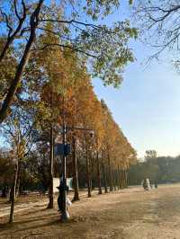 Autumn at Seoul Forest (서울숲)