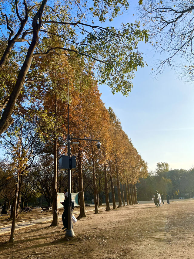 Autumn at Seoul Forest (서울숲)