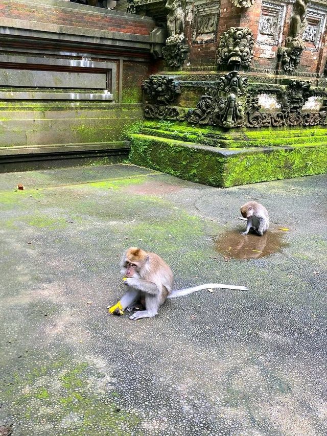 Sangeh Monkey Forest – A Peaceful Jungle in Bali