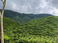 Sip, Stroll & Soak in the Views at Cameron Valley Tea
