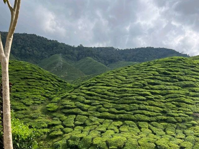 Sip, Stroll & Soak in the Views at Cameron Valley Tea