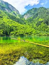 “Emerald Dreamscape of Jiuzhaigou”