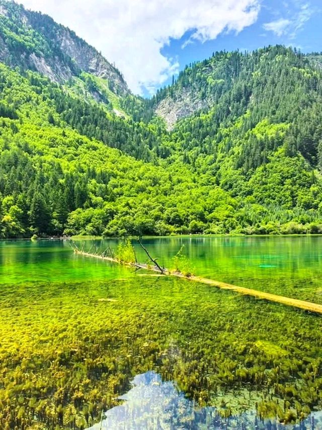 “Emerald Dreamscape of Jiuzhaigou”