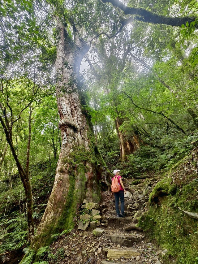 台灣桃園｜拉拉山森林遊樂區～神木步道・心靈散步日記