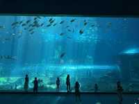 หลบร้อนจาก fun park มา Aquarium @ Vinwonder