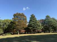 捕捉城市中的秋日金黃:代代木公園的銀杏與阿夫利拉麵饗宴