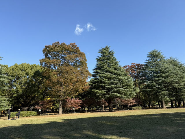 捕捉城市中的秋日金黃:代代木公園的銀杏與阿夫利拉麵饗宴  捕捉城市中的秋日金黃:代代木公園的銀杏與阿夫利拉麵饗宴