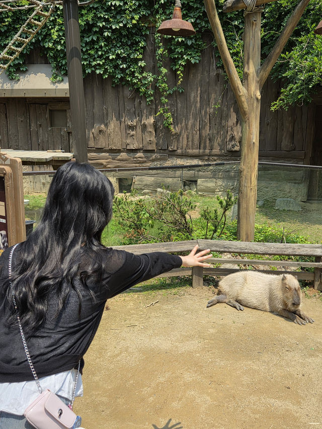귀여움 한가득 에버랜드 뿌시기🎡