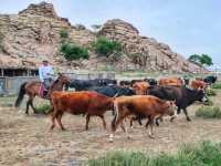 Grassland Paradise