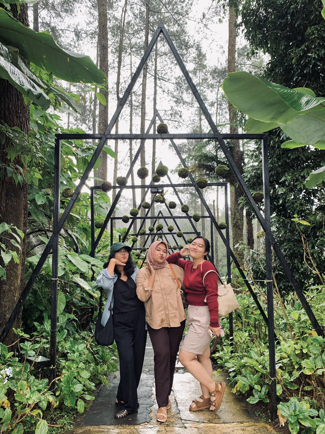 Discovering Serenity: A Journey Through Orchid Forest Cikole