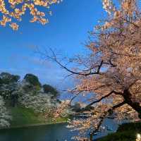 Chidori-ga-fuchi & Kitanomaru Park