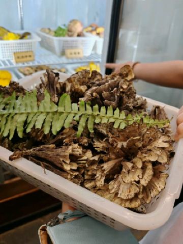 🍄 雲南的蘑菇與魔法：古城探險之旅！