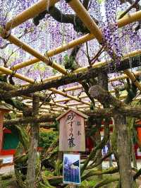 【奈良公園】砂ずりの藤　春日大社