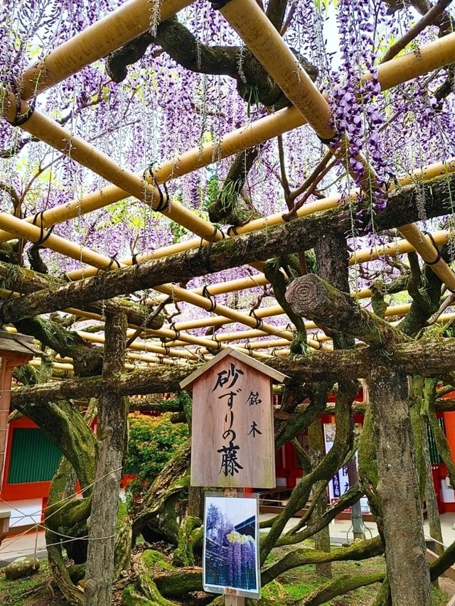 【奈良公園】砂ずりの藤　春日大社