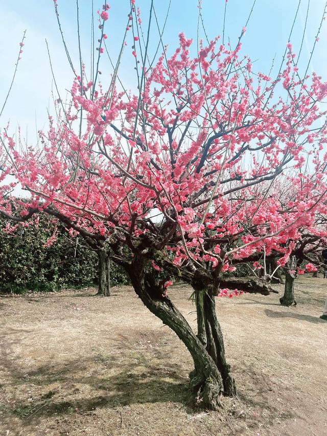 【名古屋景點】 維修中的名古屋城🏯