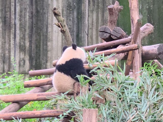 แพนด้า 🐼....เฉิงตู