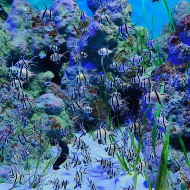 Singapore Oceanarium Adventure