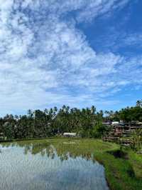 📍 뜨갈랄랑 계단식 논(Tegalalang Rice Terrace) 후기