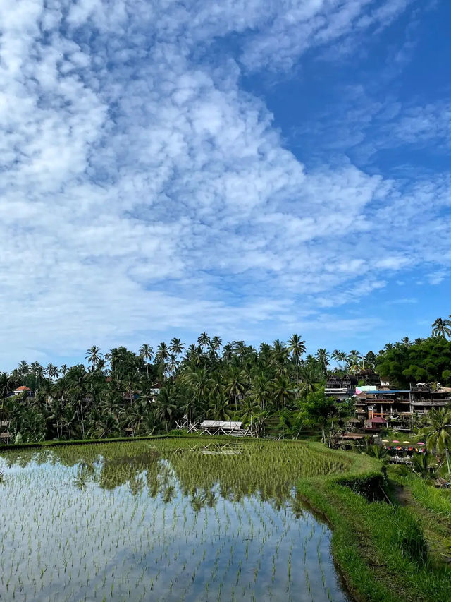 📍 뜨갈랄랑 계단식 논(Tegalalang Rice Terrace) 후기