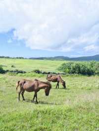【次の連休に】島で出会うのんびり暮らす在来馬たち癒やされる旅! 🐎🏝️