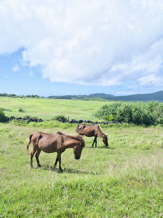 【次の連休に】島で出会うのんびり暮らす在来馬たち癒やされる旅! 🐎🏝️ 【次の連休に】島で出会うのんびり暮らす在来馬たち癒やされる旅! 🐎🏝️