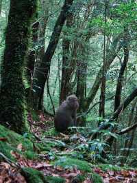 Exploring Yakushima – Where Ancient Forests Whisper Peace 🌿 