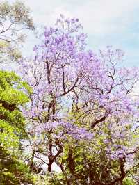 🌳 UWA: Where Ancient Trees Frame Modern Education in Nature's Grand Amphitheater! 🎓