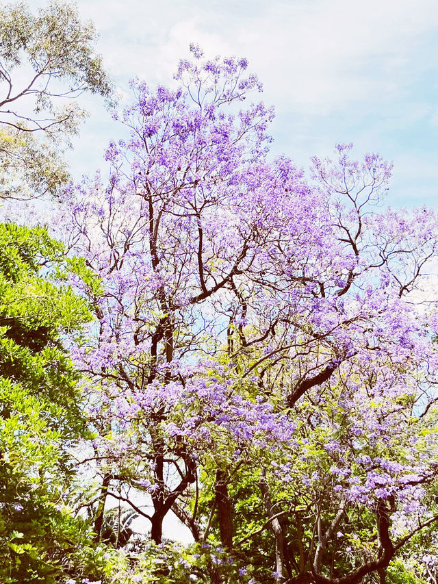 🌳 UWA: Where Ancient Trees Frame Modern Education in Nature's Grand Amphitheater! 🎓