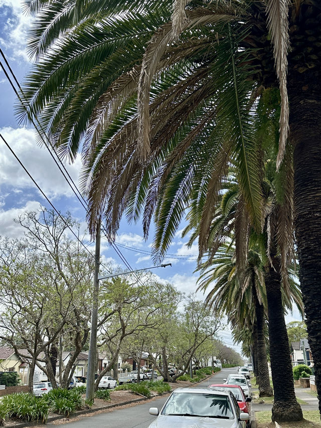Campsie 第八巷道漫步，追尋春日藍花楹的紫色詩意