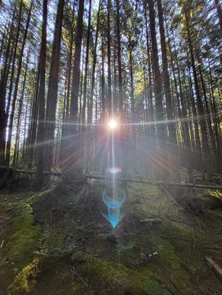 วันที่ 5: สำรวจระบบนิเวศมอสใต้ต้นไม้ยักษ์🌳