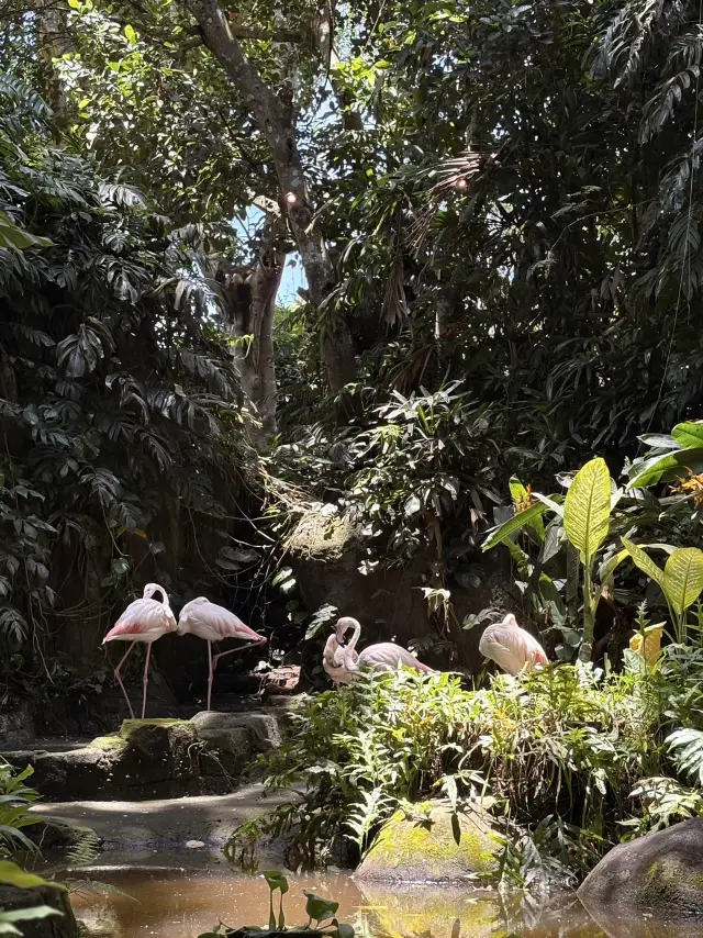 Spent the whole day at Bali Safari Park.