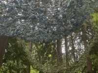 Washington Park Arboretum