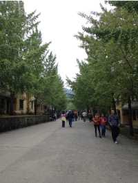 🍃廣東秋日打卡！銀杏村 x 金色稻田 x 古村屋Chill一日遊