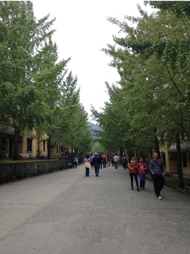 🍃廣東秋日打卡！銀杏村 x 金色稻田 x 古村屋Chill一日遊